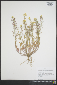 Physaria gracilis subsp. gracilis image