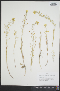 Physaria gracilis subsp. gracilis image