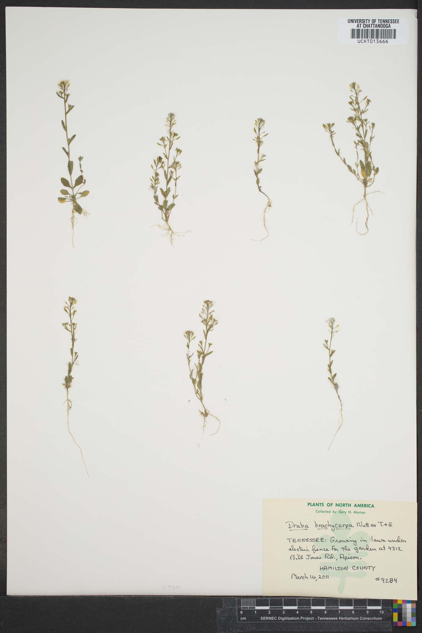 Draba brachycarpa image