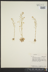 Arabidopsis thaliana image