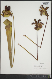 Sarracenia alata image