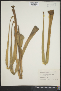 Sarracenia alata image