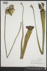 Sarracenia alata image