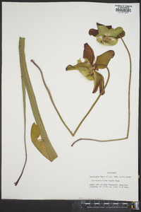 Sarracenia alata image