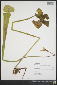 Sarracenia flava image