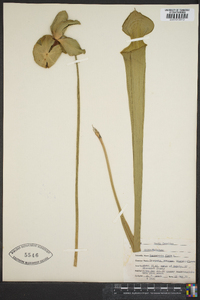 Sarracenia flava image