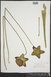 Sarracenia leucophylla image