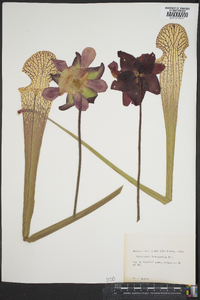 Sarracenia leucophylla image