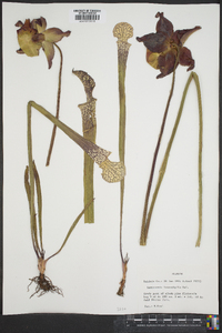 Sarracenia leucophylla image