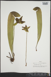 Sarracenia minor image