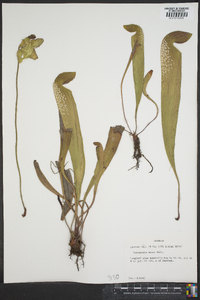 Sarracenia minor image