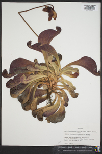 Sarracenia psittacina image