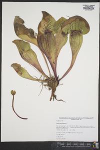 Sarracenia purpurea image