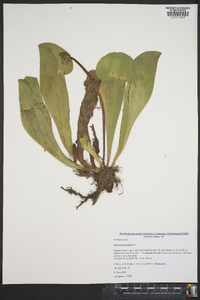 Sarracenia purpurea image