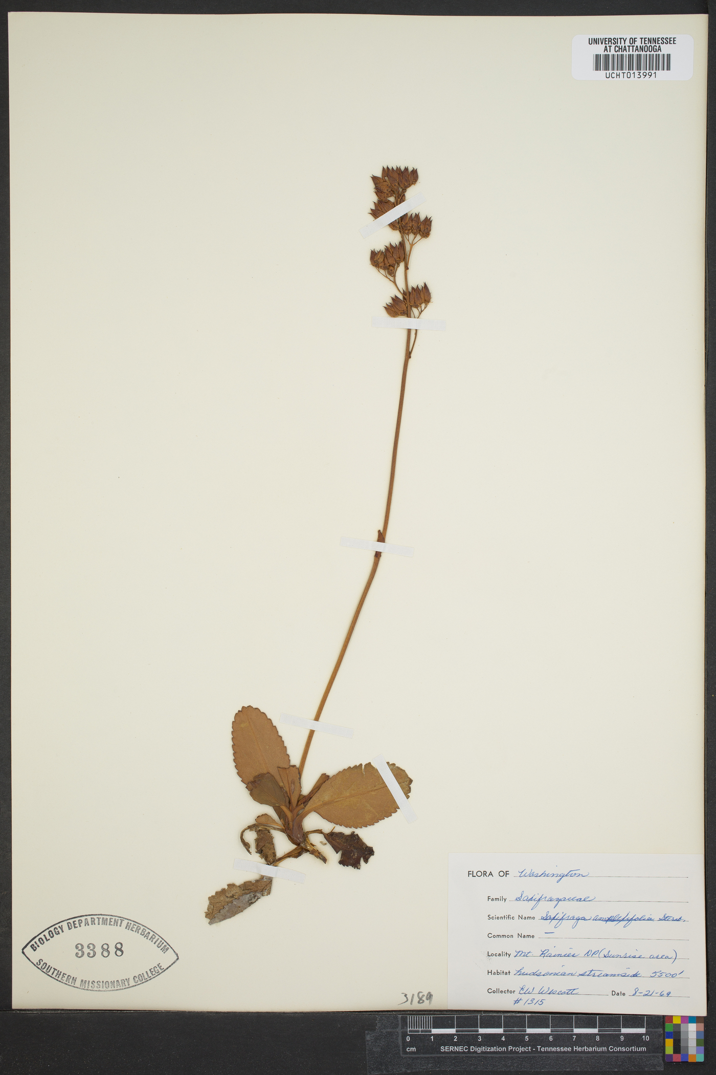 Saxifraga amplexifolia image