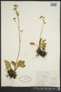 Saxifraga integrifolia image