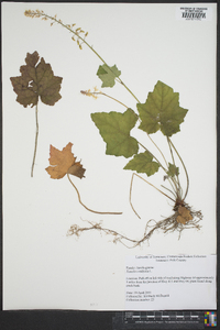 Tiarella cordifolia image