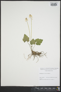 Tiarella cordifolia image