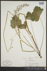 Heuchera americana image