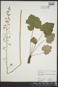 Heuchera americana image