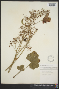 Heuchera americana image