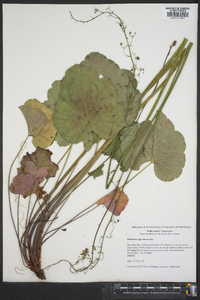 Heuchera americana image