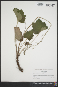 Heuchera americana image