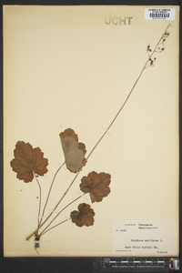 Heuchera americana image