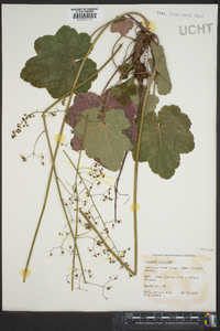 Heuchera americana image