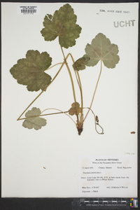 Heuchera americana image