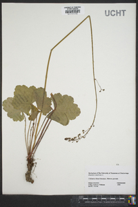 Heuchera americana image