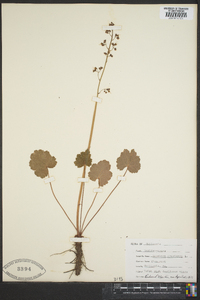 Heuchera americana image