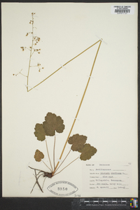 Heuchera americana image