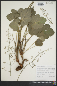 Heuchera americana image