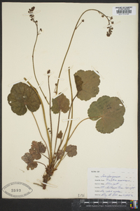 Heuchera americana image