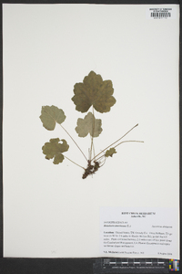 Heuchera americana image