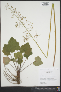 Heuchera americana image