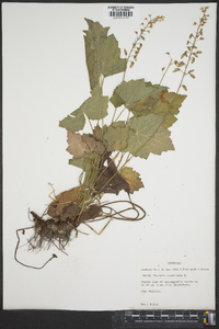 Tiarella cordifolia image