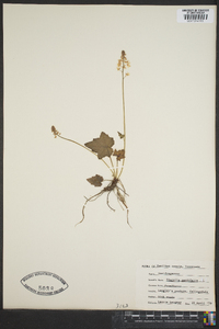 Tiarella cordifolia image