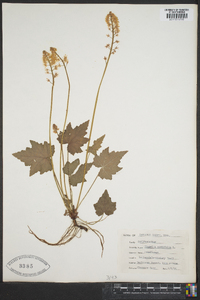 Tiarella cordifolia image