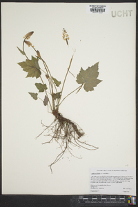 Tiarella cordifolia image