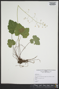 Heuchera americana image