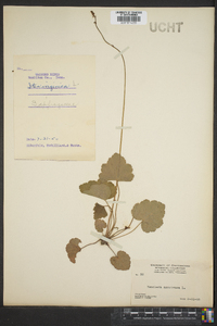 Heuchera americana image