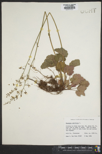 Heuchera americana image