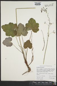 Heuchera americana image