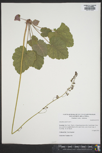 Heuchera americana image