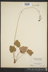 Heuchera americana image