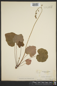 Heuchera americana image