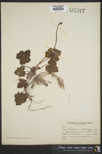 Heuchera americana image