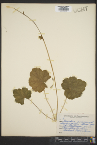 Heuchera americana image